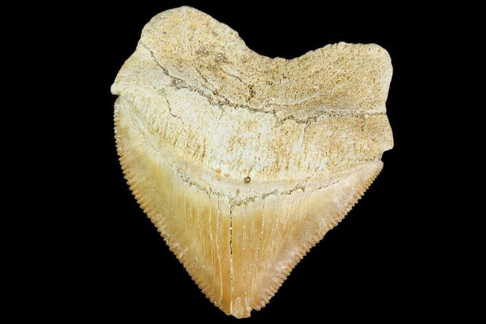 Fossil Crow Shark (Squalicorax) Tooth- Morocco #110097